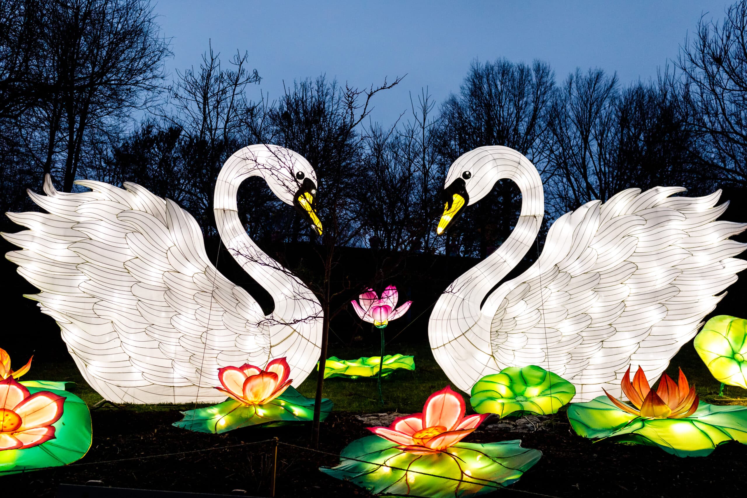 Swans full landscape WildLights LouisvilleZoo scaled