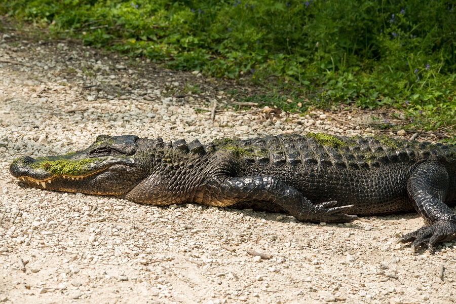 brazosbend weekend