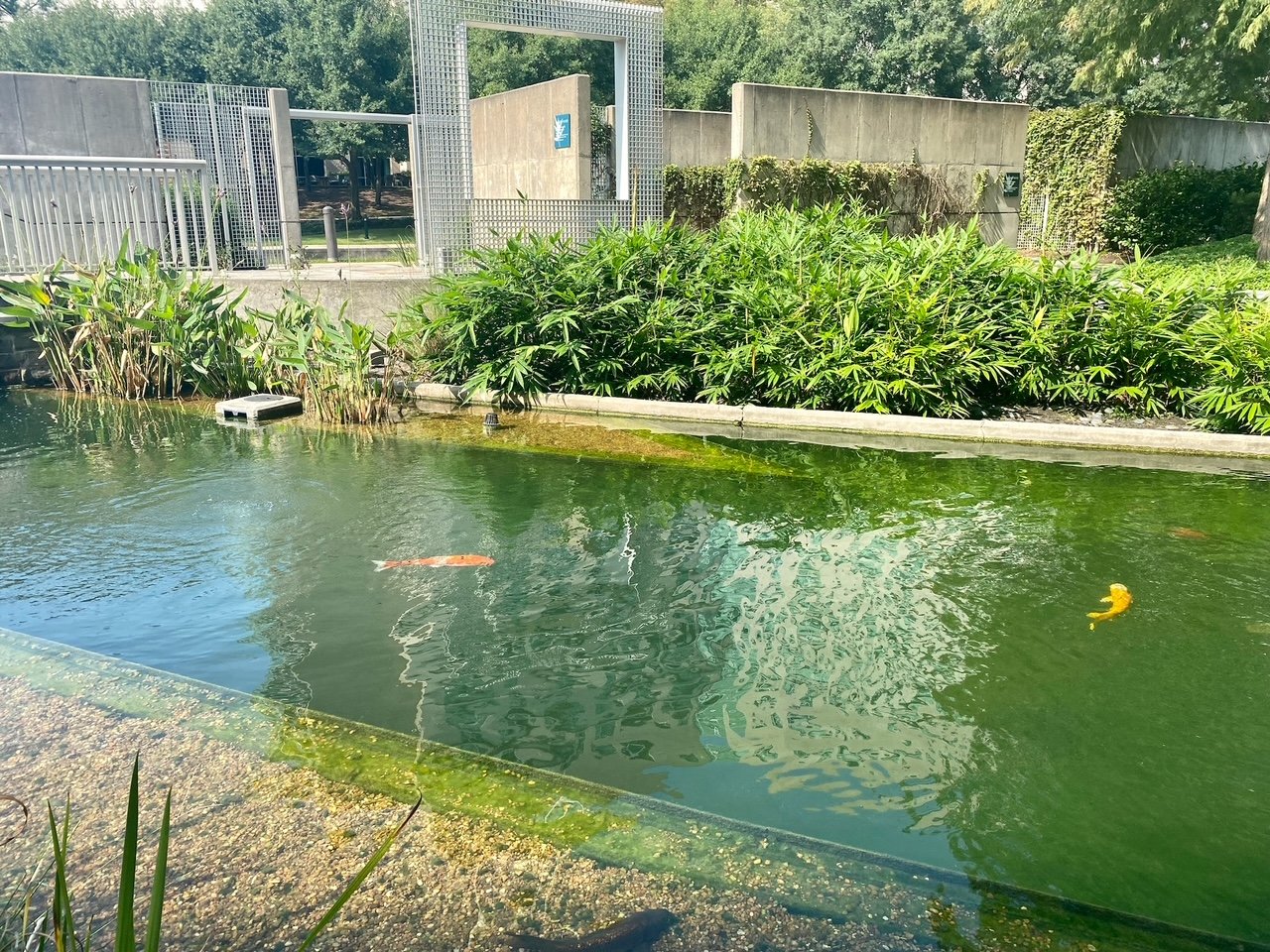 koi garden woodlandsmommy1