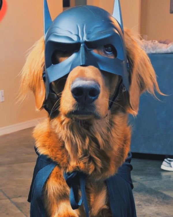 Luke, the Texas golden retriever competing for Best Pet in the Nation