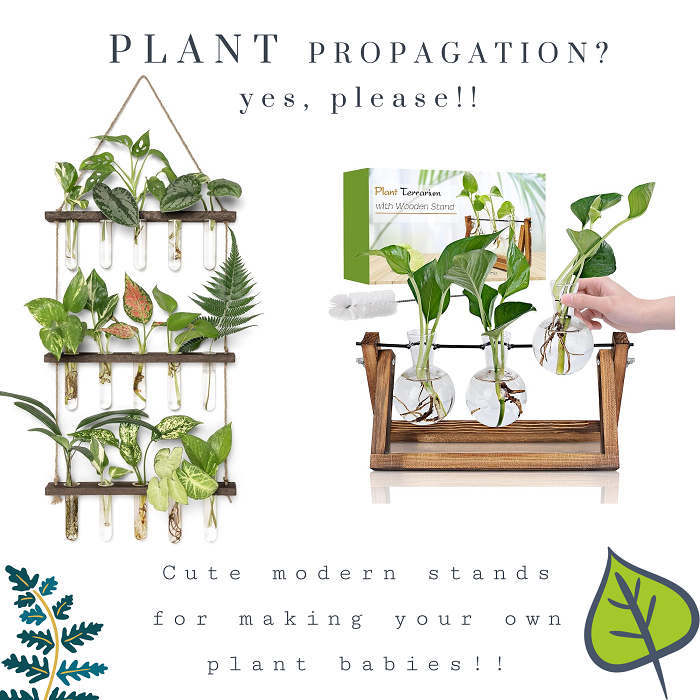 plants