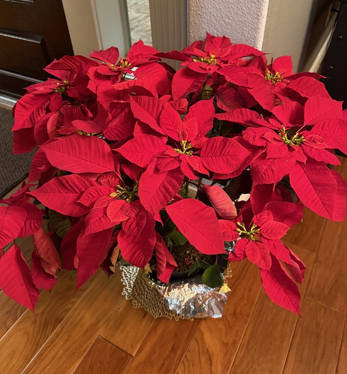 poinsettia woodlandsmommyr