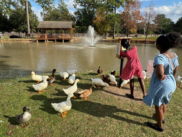 northcrest feedingducks