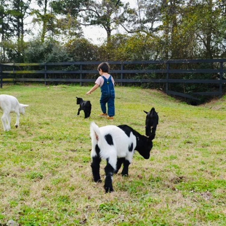 Cantona Homestead Beginnings: A New Family-Friendly Farm Experience in Tomball